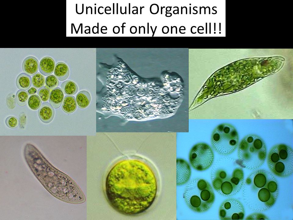 Organismo unicellulare